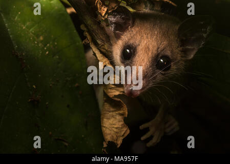 Uno dei più carini animali della foresta pluviale è senza dubbio il MOU di opossum. Questi piccoli mammiferi scamper attorno la vegetazione a caccia di cibo. Foto Stock