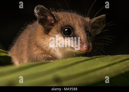 Uno dei più carini animali della foresta pluviale è senza dubbio il MOU di opossum. Questi piccoli mammiferi scamper attorno la vegetazione a caccia di cibo. Foto Stock