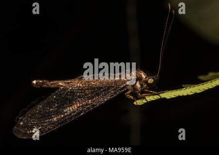 Un owlfly tropicale dalla giungla peruviana, trovato arroccato su una foglia di notte. Foto Stock