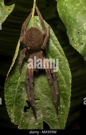 Un brasiliano girovagando ragno Phoneutria (sp) considerato il più pericoloso ragno specie in tutto il mondo. Per fortuna sono tranquilli ragni. Foto Stock