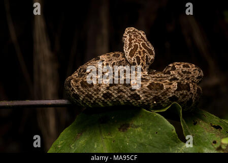 Il più pericoloso serpente della giungla amazzonica, il fer de lance (Bothrops atrox). Questi serpenti hanno un potente veleno che rapidamente distrugge la carne. Foto Stock
