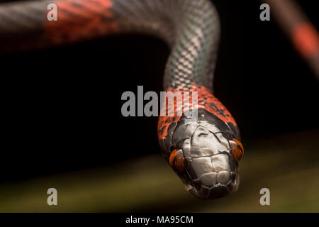 Falso corallo Serpente (Oxyrhopus vandicus) nonostante i suoi colori luminosi questa specie è innocuo. Tuttavia dispone di un veleno debole che consente al reparto IT di uccidere le prede. Foto Stock