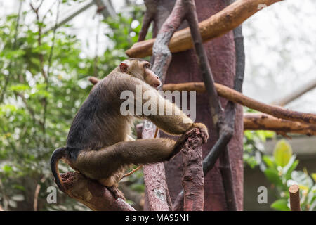 Grande scimmia seduto su un ramo di albero Foto Stock