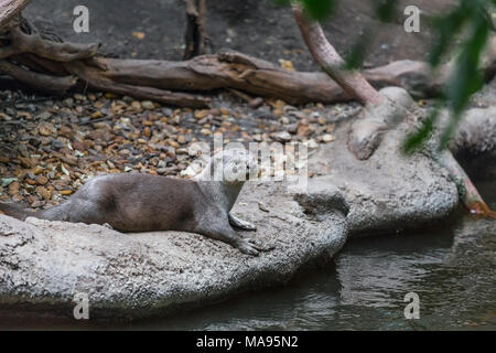 Otter è sul lungomare con interesse alla ricerca di distanza Foto Stock