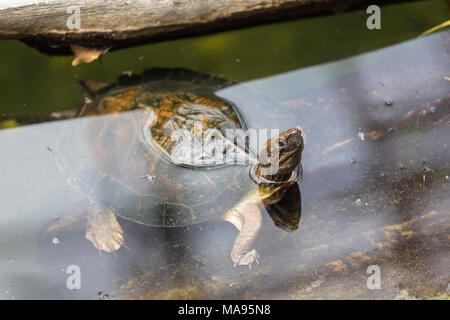 Gli uccelli acquatici picchi di tartaruga fuori dell'acqua vicino alla riva del laghetto Foto Stock
