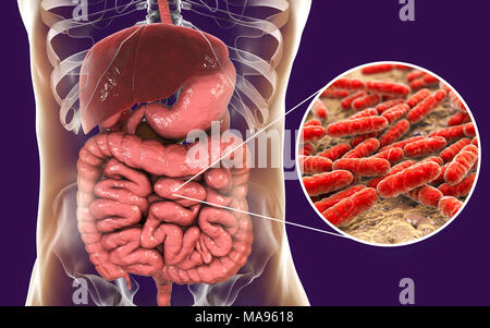 Lactobacillus batteri, illustrazione del computer. Questo è il componente principale dell'intestino umano microbiome. Foto Stock