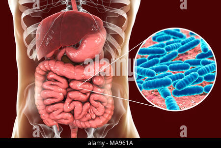 Lactobacillus batteri, illustrazione del computer. Questo è il componente principale dell'intestino umano microbiome. Foto Stock