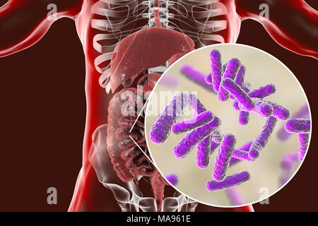 Immagine del calcolatore dell'apparato digestivo umano e una vista ravvicinata di batteri presenti nell'intestino. Foto Stock