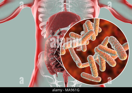 Immagine del calcolatore dell'apparato digestivo umano e una vista ravvicinata di batteri presenti nell'intestino. Foto Stock