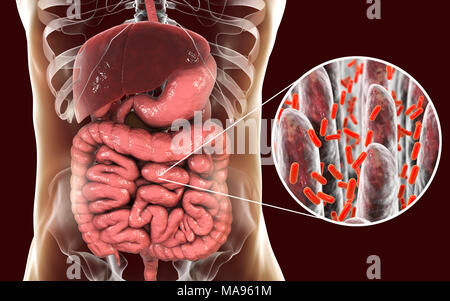 Immagine del calcolatore dell'apparato digestivo umano e una vista ravvicinata di batteri presenti nell'intestino. Foto Stock