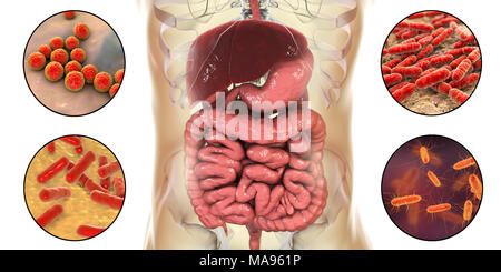 Batteri presenti nell'intestino umano, illustrazione del computer. In senso orario da in alto a sinistra, i batteri sono: Enterococcus spp., Lactobacillus spp., Escherichia coli e Bifidobacterium spp Foto Stock