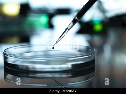 Il campione essendo pipettati in una capsula di Petri durante un esperimento in laboratorio. Foto Stock