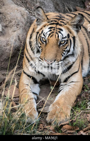 Close-up verticale di due anni di vecchio maschio di tigre del Bengala, Panthera tigri tigri, Bandhavgarh Riserva della Tigre, Madhya Pradesh, India Foto Stock