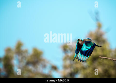 Wild rullo indiano, Caracas benghalensis, in volo, Bandhavgarh National Park, India Foto Stock