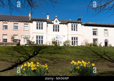 I narcisi in fiore, Hillcrest house, Whitburn VIllage, North East England, Regno Unito Foto Stock