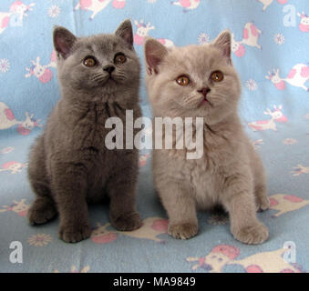 Due piccoli cuccioli di British Shorthair razza Foto Stock