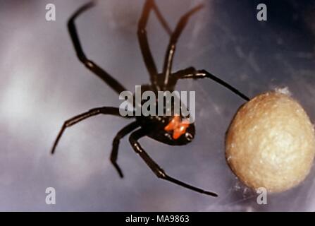 Black Widow spider (Latrodectus mactans) avvolgere una preda, 1972. Immagine cortesia di centri per il controllo delle malattie (CDC). () Foto Stock