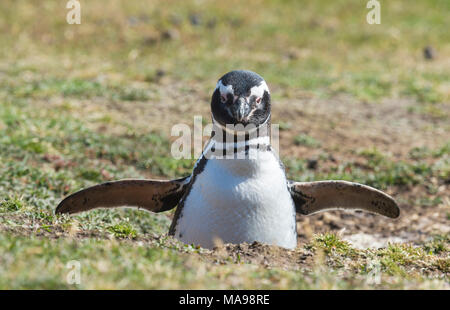 Magellanic Penguin al nido Foto Stock