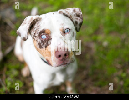 Un Catahoula Leopard cane di razza mista con merle marcature e gli occhi blu Foto Stock