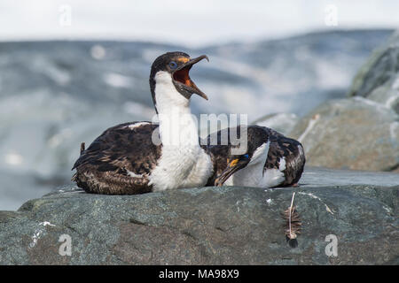 Il marangone dal ciuffo antartico close up Foto Stock