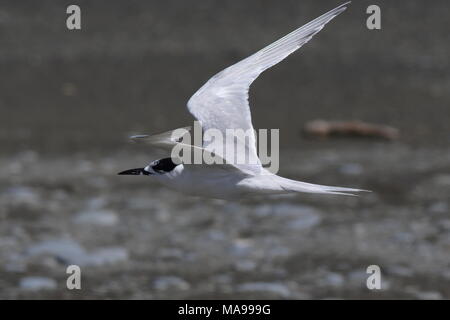 Con facciata bianca Tern, sterna striata, volare sopra il mare, è possibile vedere il dettaglio in piuma sulla sommità di questo sterne ala. Foto Stock