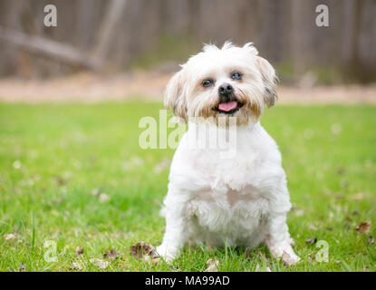 Un Shih Tzu cane con la cataratta in un occhio Foto Stock