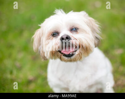 Un Shih Tzu cane con la cataratta in un occhio Foto Stock