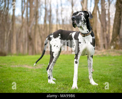 Un bianco e nero di razza Arlecchino Alano cane all'aperto Foto Stock