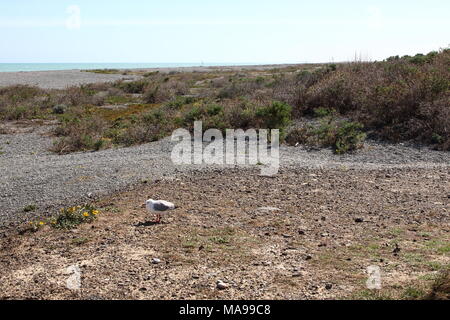 Birding piatta, una nuova zelanda spiaggia di ciottoli vicino a Christchurch, sull'Isola del Sud, un incantevole paesaggio marino vista. Foto Stock