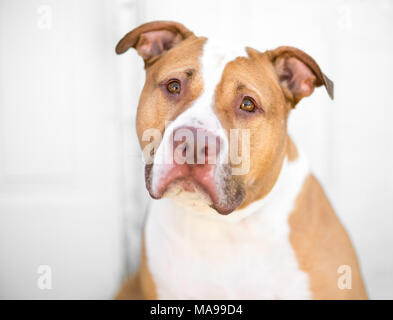 Un rosso e bianco Pit Bull di razza cane con un espressione triste Foto Stock