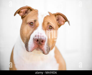 Un rosso e bianco Pit Bull di razza cane con un espressione triste Foto Stock