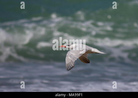 Hydroprogne caspia, Caspian Tern trovati in tutto il mondo, questi sono stati fotografati in Nuova Zelanda, contro il mare. Foto Stock