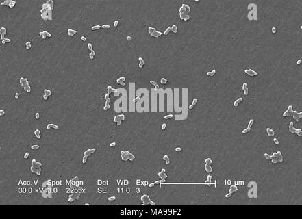 A forma di asta Gram-negative Salmonella Infantis batteri hanno rivelato nella scansione al microscopio elettronico (SEM) immagine, 2005. Immagine cortesia di centri per il controllo delle malattie (CDC) / Janice Haney Carr. () Foto Stock