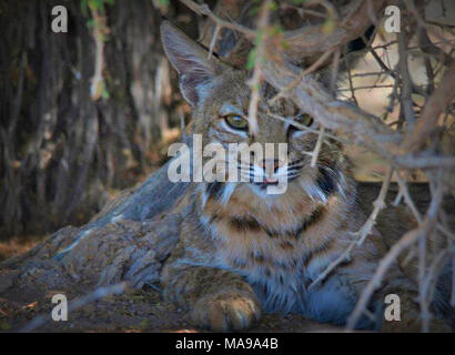 Bobcat a Sonny Bono National Wildlife Refuge. Queste foto sono state scattate di sera molto vicino al Sonny Bono National Wildlife Refuge Visitor Center. ( Foto Stock