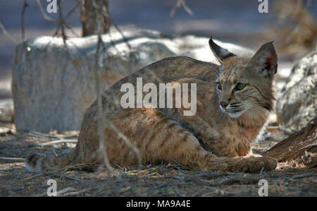 Bobcat a Sonny Bono National Wildlife Refuge. Queste foto sono state scattate di sera molto vicino al Sonny Bono National Wildlife Refuge Visitor Center. ( Foto Stock