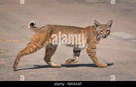 Bobcat a Sonny Bono NWR-5. Questa foto è stata scattata al mattino molto vicino al Sonny Bono National Wildlife Refuge Visitor Center. ( Foto Stock