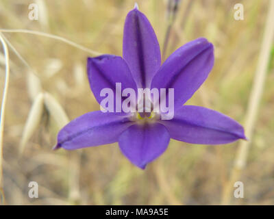 Brodiaea filifolia impianto noto anche come thread-lasciava brodiaea. Thread-lasciava brodiaea è un viola a fiore erba perenne con steli di fiori da 8 a 16 centimetri di altezza. Fiorisce da fine aprile ai primi di giugno e si trova tipicamente su dolci colline, valli e pianure alluvionali in seno moderatamente umido comunità vegetali avente terreni argillosi e quantità variabili di sabbia e limo. Questa è una minaccia federalmente impianto verificatesi in porzioni di Los Angeles, San Bernardino, Riverside, arancione e San Diego contee, California. Foto Stock