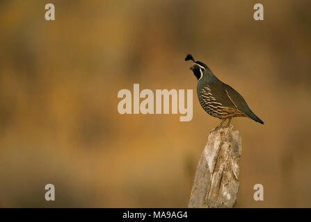 California quaglie. California quaglie in piedi di profilo su palo da recinzione. Foto Stock