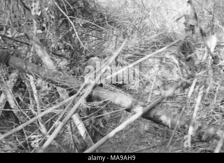Fotografia in bianco e nero, mostrando un soldato, inquadratura da dietro, a piedi, con una massa di rami aggrovigliati in primo piano, fotografato in Vietnam durante la Guerra del Vietnam (1955-1975), 1971. ()