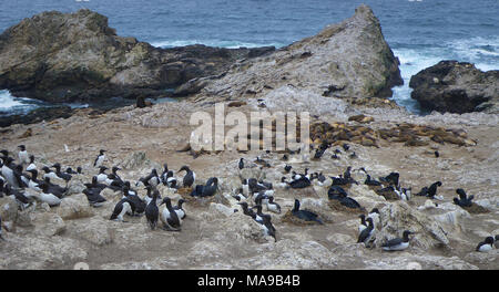 Murre comune e California i leoni di mare. Cinque specie di pinniped, a cui viene comunemente fatto riferimento come guarnizioni, vieni a riva sulle isole e in alcuni casi la razza. Questi sono il nord della guarnizione di elefante, porto guarnizione di Steller leoni marini, leoni marini della California, e la zona nord della pelliccia sigillo (l'ultima delle quali, come il rinoceronte Auklet, ha cominciato a tornare all'isola nuovamente dopo la protezione federale e di stabilimento del rifugio). Foto Stock