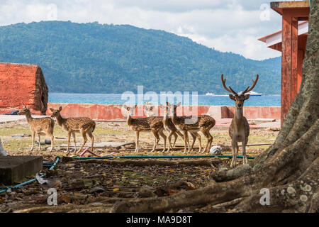 Avvistato cervi a Ross, isole Andamane e Nicobare. Deer attorno a piedi l'isola sullo sfondo del mare Foto Stock