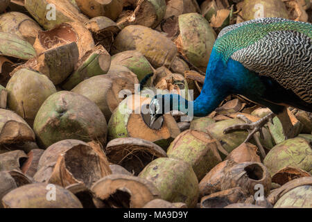 Indian wild peacock Pavo cristatus. Ritratto di un bellissimo pavone con le piume fuori contro l'acqua. Pavone a piedi con una bella coda. peacock lo Foto Stock