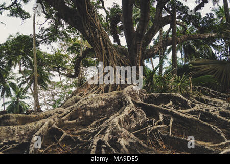 Vecchio albero con grandi radici nei densi canneti della giungla nel sud-est asiatico. Foto Stock