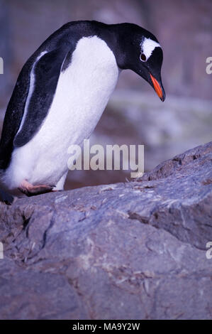 Pinguino Gentoo (Pygoscelis papua) a Brown Bluff sulla penisola Antartica, Antartide Foto Stock