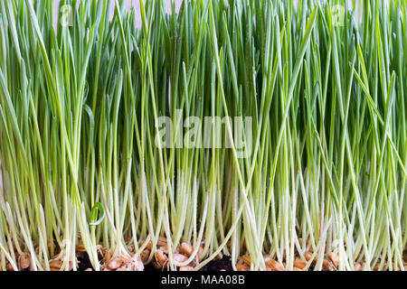 Grani di Wheatgrass e lame di giovani crescere in terreno Foto Stock