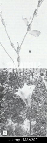 . Foresta orientale insetti . La CORTESIA CONN. AGR. EXPT. STA. La figura 126.-tenda orientale caterpillar, Malacosoma americanum: A, adulti; B, masse di uova che circonda i rametti; C, larve; D, una tipica tenda. amarena il cui legno è di valore per mobili (kUW). La spe- cies è principalmente un disturbo di Pest. Gli alberi infestati nei parchi, recrea- zionale aree, lungo i bordi delle strade e nelle vicinanze delle case può essere sfigurato. Durante la maggior parte degli anni, la tenda orientale caterpillar è controllata in maniera soddisfacente tramite i suoi nemici naturali. Periodicamente, tuttavia, popu- relazioni raggiungere proporzioni epidemie. Un metodo efficace di C. Foto Stock