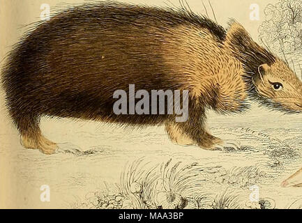 . Edinburgh ufficiale di storia naturale e delle scienze fisiche . Foto Stock