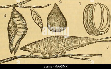 . Edinburgh ufficiale di storia naturale e delle scienze fisiche . Quando le uova sono rimasti loro tempo proprio, la Caterpillar, o larva, raffiche da il suo confinamento. In un primo momento è estremamente piccolo, ma aumenta ogni giorno, fino a quando non raggiunge la sua piena dimensione, come si vede nella figura 3 che rappresenta il bruco del Pur - ple imperatore Butterfly (Aptera Iris). La grande massa proporzionale alla quale molti bruchi arrivano, in confronto alle loro dimensioni originali quando escono dal guscio, è sorprendente. La larva della falena di capra (Cossus ligidperdaj, a raggiungere la sua piena dimensione, è sette Foto Stock