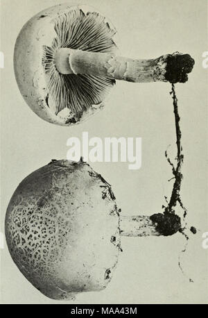 . Commestibili e funghi velenosi del Canada . "3 o a 3 cifre 363-372 363, C lav fusiformis aria 365. Craterellus cornucopioides. 367. Phlogiotis helvelloides. 369. Dacrymyces palmatus. 371. Fallo ravenelii. 364. C. pistillo la r. 366. Pseudohydnum gelatinosum. 368. Auricularia padiglione auricolare. 370. Mutinus caninus. 312. Cyathus striatus. 254 Foto Stock