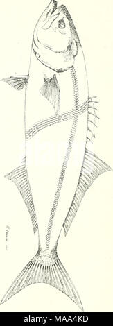 . Prodotti commestibili di pesci e crostacei del Nuovo Galles del Sud . Foto Stock